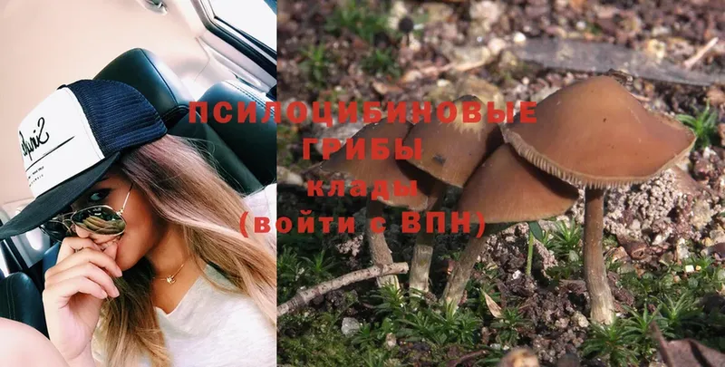 mega ССЫЛКА  Данков  Галлюциногенные грибы Psilocybe  где найти наркотики 